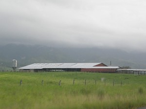 Moo cow milk farm